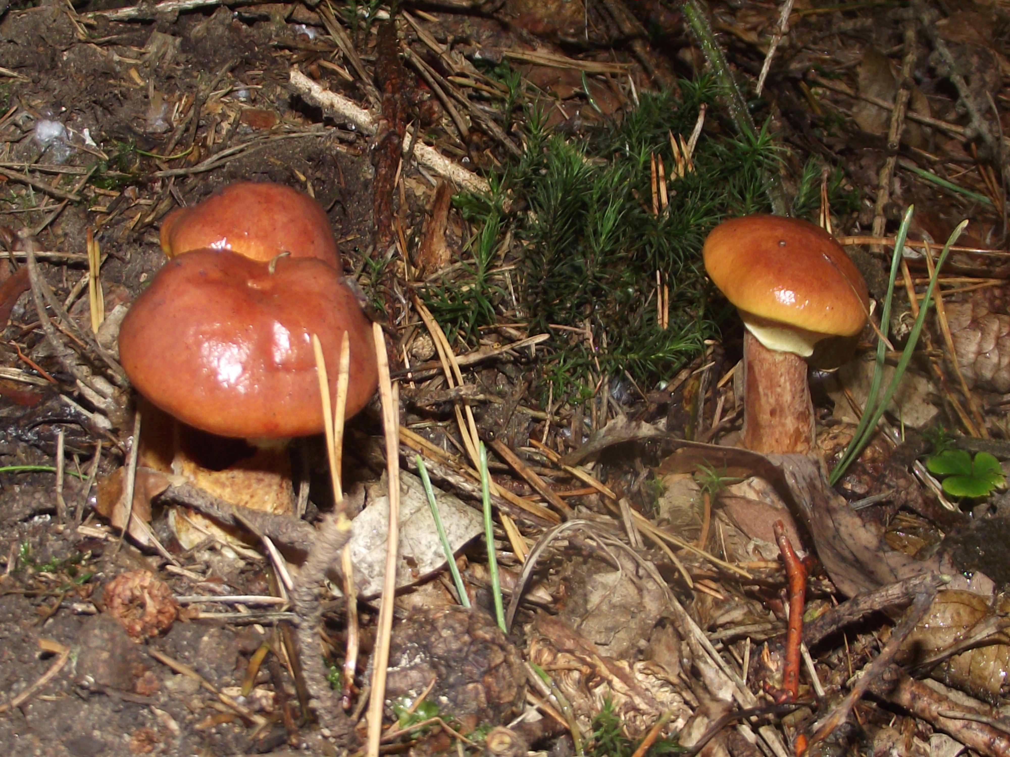 Goldgelber Lärchen-Röhrling
